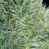 Pin Sylvestre Nain - Pinus Sylvestris Chantry Blue 2 Pin Sylvestre Nain - Pinus Sylvestris Chantry Blue -Promesse Fleurs Boutique Pin sylvestre nain Pinus sylvestris Chantry Blue IF 19077 1