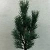 Pin Cembro Nain - Pinus Cembra Compacta Glauca