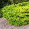 Pinus Densiflora Jane Kluis - Pin Rouge Du Japon -Promesse Fleurs Boutique Pinus densiflora Jane Kluis 0723002 1