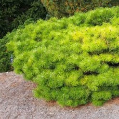 Pinus Densiflora Jane Kluis - Pin Rouge Du Japon