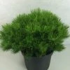 Pin Rouge Du Japon - Pinus Densiflora Low Glow 1 Pin Rouge Du Japon - Pinus Densiflora Low Glow -Promesse Fleurs Boutique Pinus densiflora Low Glow 724002 1