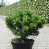 Pin De Montagne - Pinus Mugo Gnom -Promesse Fleurs Boutique Pinus mugo Gnom Pin de montagne IF 1001642 1
