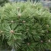 Pinus Nigra Agnes Brégeon - Pin Noir -Promesse Fleurs Boutique Pinus nigra Agnes Bregeon Pin noir V 1007931 1