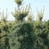 Pin Blanc Des Japonais - Pinus Parviflora Tempelhof -Promesse Fleurs Boutique Pinus parviflora Tempelhof LD 1003241 1