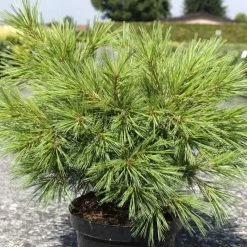 Pinus Strobus Minima - Pin De Weymouth