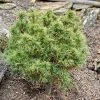 Pin Weymouth - Pinus Strobus Tiny Kurls -Promesse Fleurs Boutique Pinus strobus Tiny Kurls V 1007971 1
