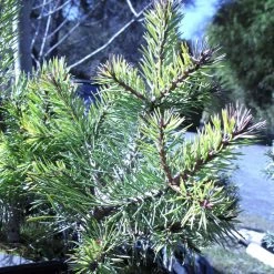 Pin Sylvestre Nain - Pinus Sylvestris Doone Valley