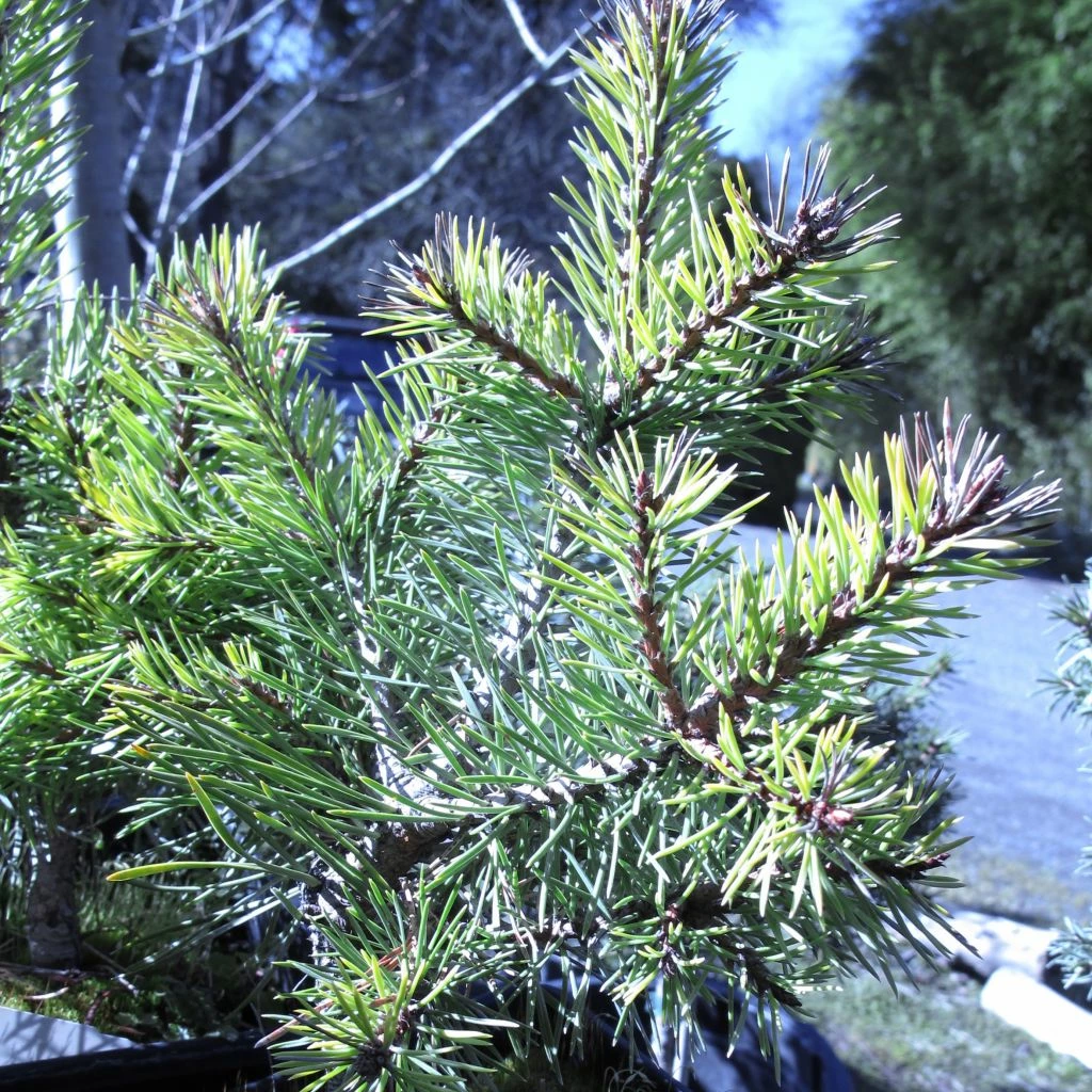Pin Sylvestre Nain - Pinus Sylvestris Doone Valley 3 Pin Sylvestre Nain - Pinus Sylvestris Doone Valley