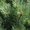 Pinus Sylvestris Watereri - Pin Sylvestre 1 Pinus Sylvestris Watereri - Pin Sylvestre -Promesse Fleurs Boutique Pinus sylvestris Watereri 84210 1