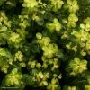 Pittosporum Tenuifolium Abbotsbury Gold -Promesse Fleurs Boutique Pittosporum Abbotsbury Gold 82802 1 1