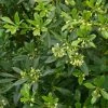 Pittosporum Heterophyllum - Oranger De Chine 2 Pittosporum Heterophyllum - Oranger De Chine -Promesse Fleurs Boutique Pittosporum heterophyllum 83439 1
