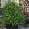 Pittosporum Tenuifolium Emerald Dome 1 Pittosporum Tenuifolium Emerald Dome -Promesse Fleurs Boutique Pittosporum tenuifolium Emerald Dome 82801 1 1