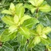 Pittosporum Tenuifolium Gold Star -Promesse Fleurs Boutique Pittosporum tenuifolium Gold Star 100800 1