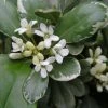 Pittosporum Tobira Variegatum