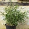 Pleioblastus Linearis - Bambou Moyen 2/3L 2 Pleioblastus Linearis - Bambou Moyen 2/3L -Promesse Fleurs Boutique Pleioblastus linearis 84921 1