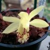Pleione Forrestii -Promesse Fleurs Boutique Pleione forestii 1178 1