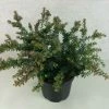 Podocarpus Lawrencii Blue Gem -Promesse Fleurs Boutique Podocarpus lawrencii Blue Gem 755002 1