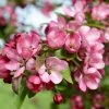 Malus Indian Magic - Pommier D'ornement -Promesse Fleurs Boutique Pommier d ornement Malus Indian Magic copyright 18304 1