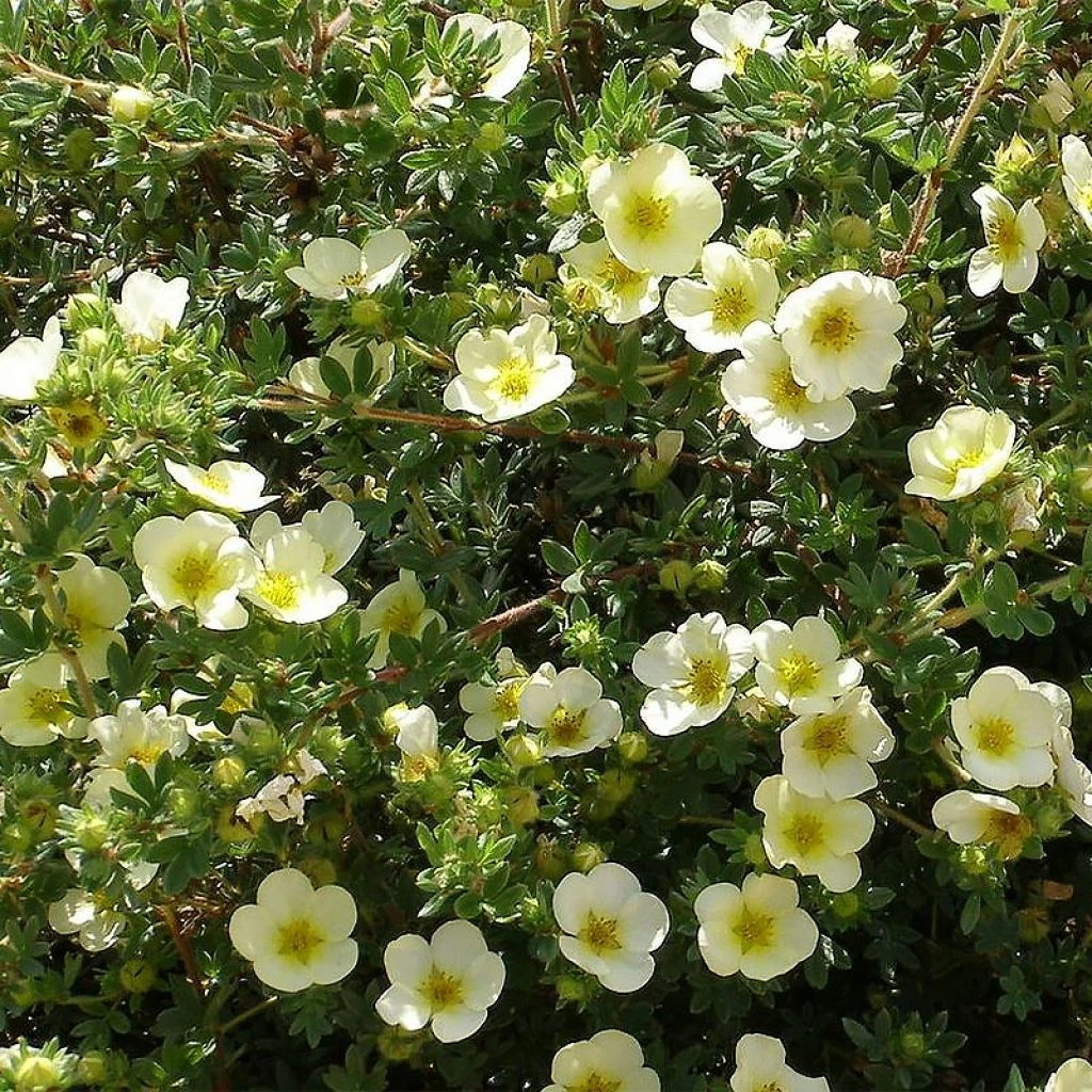 Potentille Arbustive - Potentilla Fruticosa Creamissima 3 Potentille Arbustive - Potentilla Fruticosa Creamissima