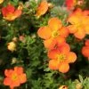 Potentilla Fruticosa Orangissima - Potentille Arbustive -Promesse Fleurs Boutique Potentilla fruticosa Orang issima copyright 1008121 1