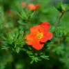Potentille Arbustive - Potentilla Fruticosa Red Joker 2 Potentille Arbustive - Potentilla Fruticosa Red Joker -Promesse Fleurs Boutique Potentilla fruticosa Red Joker copyright 100814 1