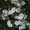 Potentilla Fruticosa White Lady - Potentille Arbustive -Promesse Fleurs Boutique Potentilla fruticosa White Lady 84215 1