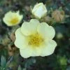 Potentilla Fruticosa Primrose Beauty - Potentille Arbustive -Promesse Fleurs Boutique Potentille Fruticosa Primrose Beauty 7591 1