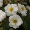 Potentilla Fruticosa Creme Brulée- Potentille Arbustive -Promesse Fleurs Boutique Potentille arbustive Creme brulee 82553 1