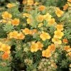 Potentilla Fruticosa Mango Tango- Potentille Arbustive -Promesse Fleurs Boutique Potentille arbustive Mango Tango 781786 1 2