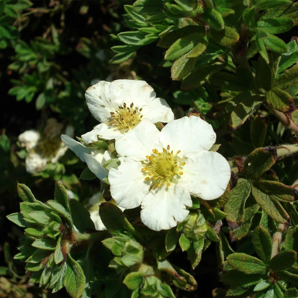 Potentilla Fruticosa Tilford Cream- Potentille Arbustive 3 Potentilla Fruticosa Tilford Cream- Potentille Arbustive
