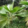 Pritchardia Hillebrandii - Palmier D'Hawaï -Promesse Fleurs Boutique Pritchardia hillebrandii 89926 1