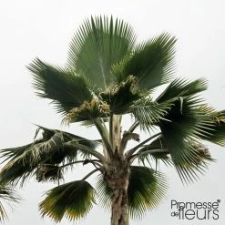 Pritchardia Pacífica - Palmier Des îles Fidji