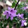 Prostanthera Rotundifolia - Menthe Australienne -Promesse Fleurs Boutique Prostanthera rotundifolia 83441 1