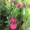 Protea Clark's Red - Protée Hybride -Promesse Fleurs Boutique Protea Clark s Red 81584 1 2