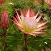 Protea Pink Crown - Protée Hybride -Promesse Fleurs Boutique Protea Pink Crown 83442 1