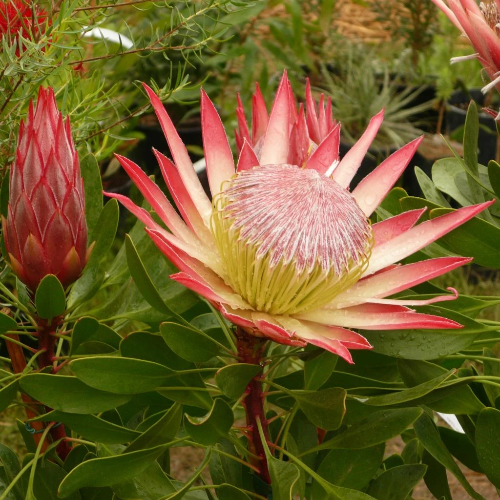 Protea Pink Crown - Protée Hybride 3 Protea Pink Crown - Protée Hybride