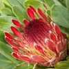 Protea Eximia - Protée à Feuilles Larges -Promesse Fleurs Boutique Protea eximia Protee a feuilles larges copyright 16688 1