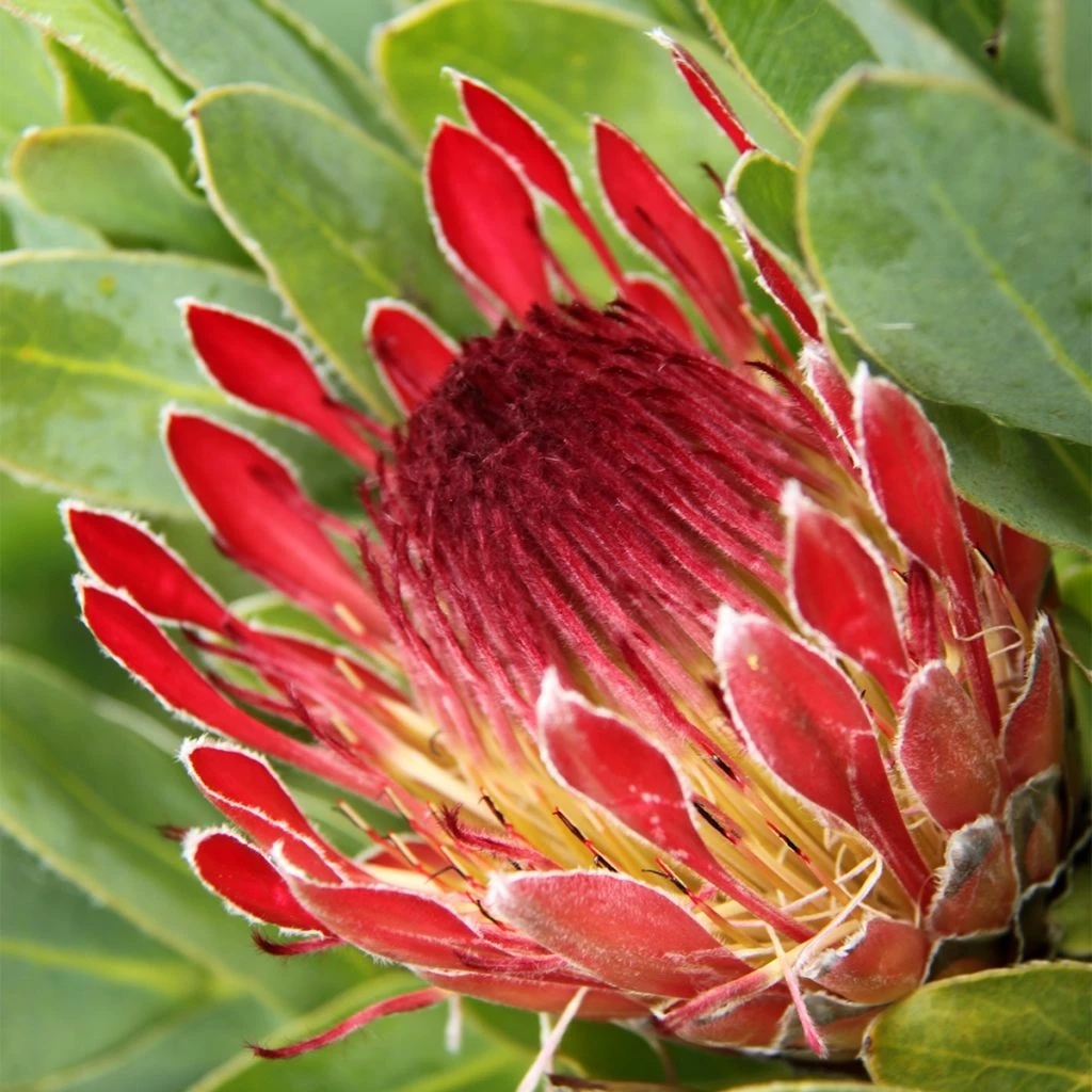Protea Eximia - Protée à Feuilles Larges 3 Protea Eximia - Protée à Feuilles Larges