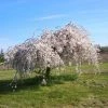 Cerisier à Fleurs - Prunus Snow Fountains -Promesse Fleurs Boutique Prunus Snow Fountains 1002802 1