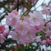 Cerisier Du Japon - Prunus Accolade -Promesse Fleurs Boutique Prunus accolade 9569 1