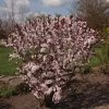 Prunus Cistena - Prunier Des Sables -Promesse Fleurs Boutique Prunus cistena 84219 1