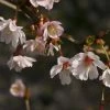 Cerisier à Fleurs Du Japon Nain - Prunus Incisa Mikinori 1 Cerisier à Fleurs Du Japon Nain - Prunus Incisa Mikinori -Promesse Fleurs Boutique Prunus incisa Mikinori 84220 1