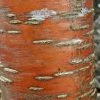 Prunus Maackii Amber Beauty - Cerisier De Mandchourie 2 Prunus Maackii Amber Beauty - Cerisier De Mandchourie -Promesse Fleurs Boutique Prunus maackii Amber Beauty 87317 1