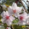 Cerisier à Fleurs - Prunus Nipponica Brillant -Promesse Fleurs Boutique Prunus nipponica Brillant 84227 1