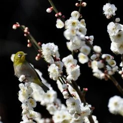 Pêcher à Fleurs - Prunus Persica Taoflora White