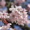 Cerisier à Fleurs De Sargent - Prunus Sargentii -Promesse Fleurs Boutique Prunus sargentii 87319 1