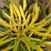Pseudopanax Lessonii Goldfinger -Promesse Fleurs Boutique Pseudopanax lessonii Goldfinger 86066 1