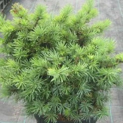 Pseudotsuga Menziesii Bhiela Lhota - Douglas