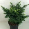 Sapin De Douglas - Pseudotsuga Menziesii Fletcheri -Promesse Fleurs Boutique Pseudotsuga menziesii Fletcheri 759002 1