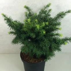 Sapin De Douglas - Pseudotsuga Menziesii Fletcheri